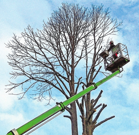 Baumpflege ist eines der Arbeitsfelder des Gartenkunst-Teams. FOTO: HFR/KOLBE